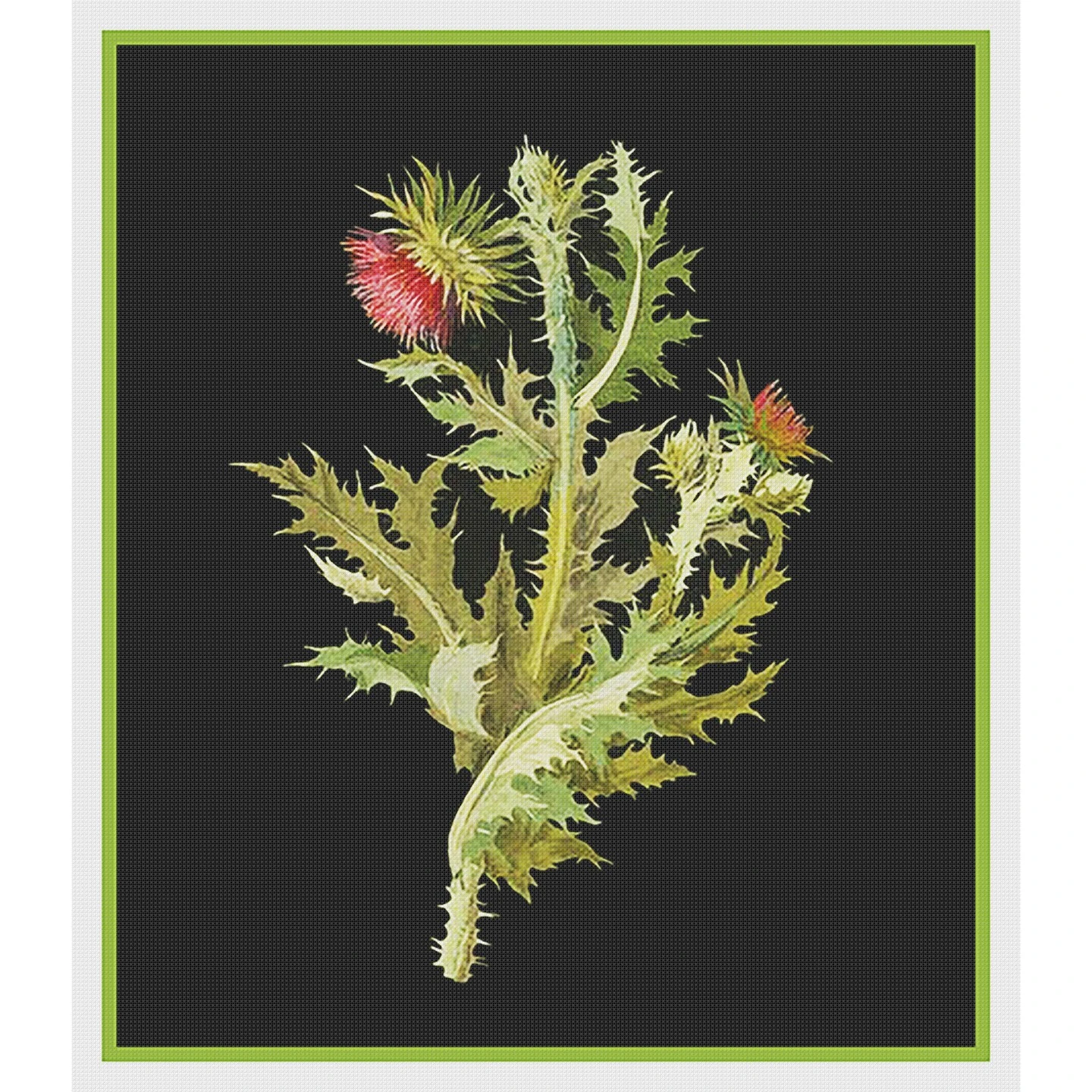 Nodding Thistle Plant By Mary Delany Counted Cross Stitch Pattern 4 Nodding Thistle Plant By Mary Delany Counted Cross Stitch Pattern - Image 2