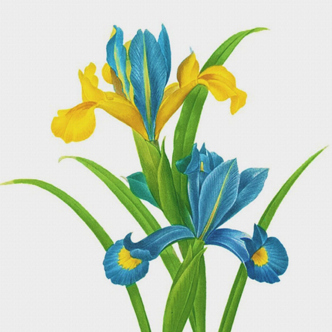 Orenco Originals Redoute Blue Yellow Iris Flower -Square Counted Cross Stitch Pattern 14 Orenco Originals Redoute Blue Yellow Iris Flower -Square Counted Cross Stitch Pattern - Image 12