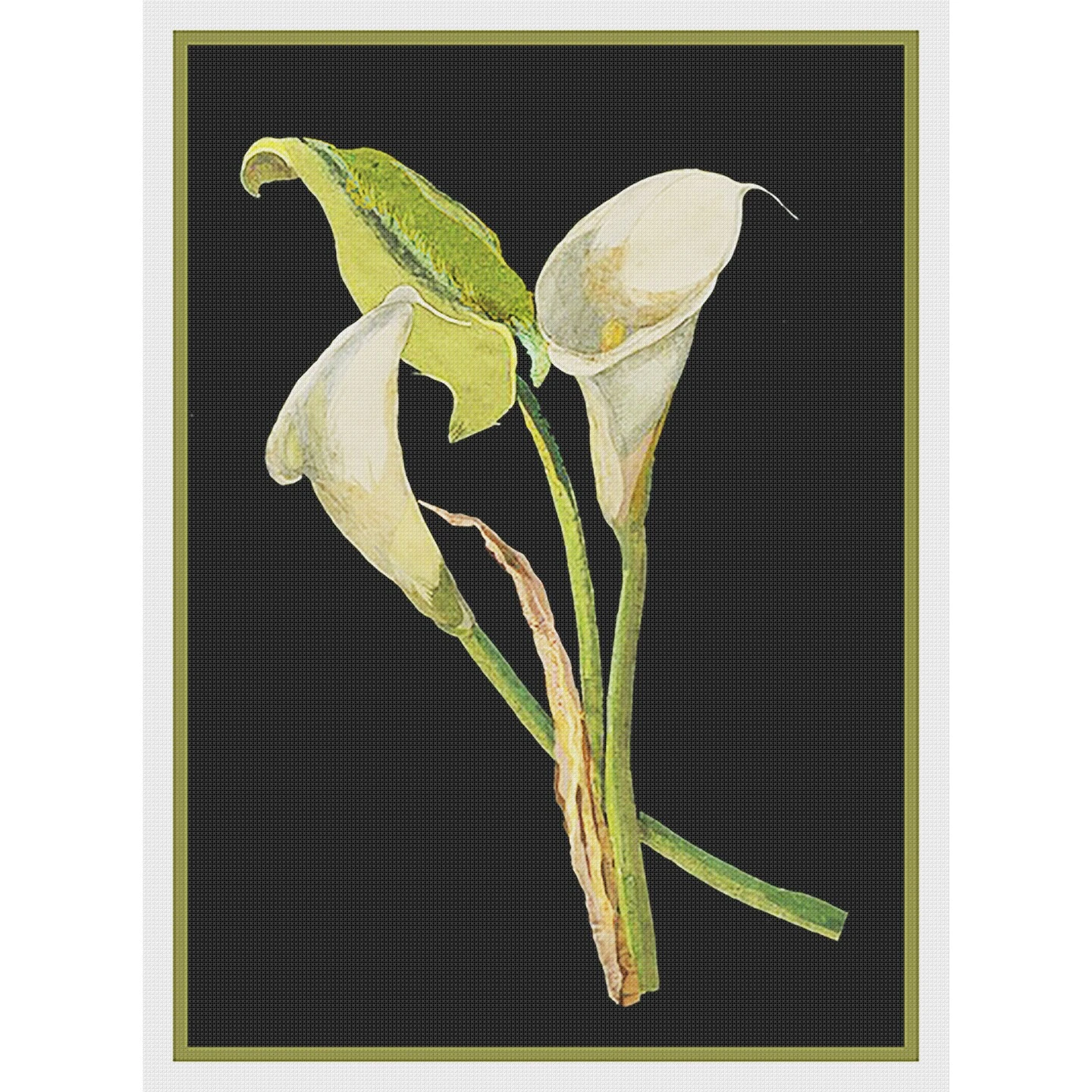 Calla Lily Flowers By Mary Delany Counted Cross Stitch Pattern 9 Calla Lily Flowers By Mary Delany Counted Cross Stitch Pattern - Image 7