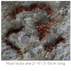 BROWN MOHAIR LOCKS. Organic Hand-Dyed Curly Wool For Rooting Doll Hair, Felting, Blending, Spinning. 1oz 24 BROWN MOHAIR LOCKS. Organic Hand-Dyed Curly Wool For Rooting Doll Hair, Felting, Blending, Spinning. 1oz -Michaels Stores 26230521193488 1