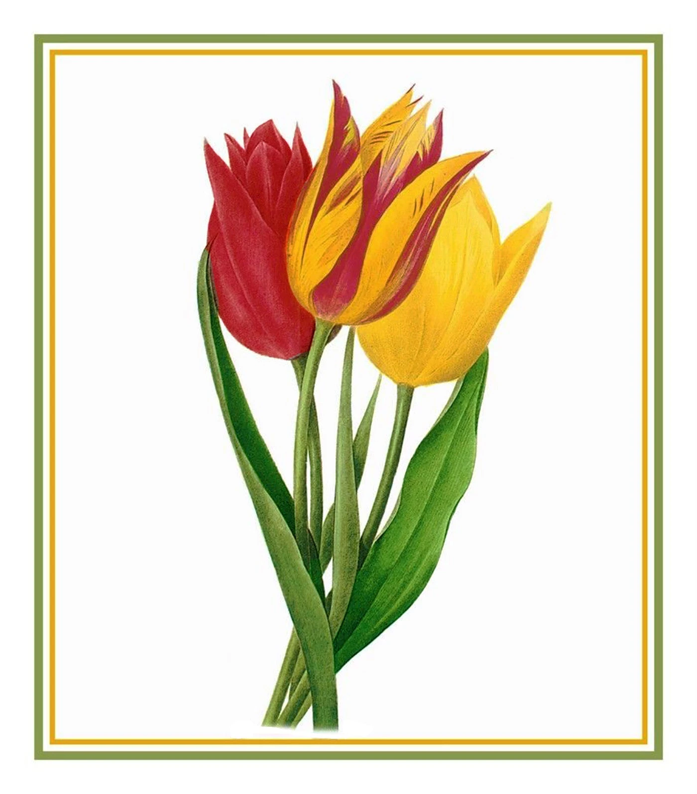 Bouquet Of Tulip Flowers Inspired By Pierre-Joseph Redoute Counted Cross Stitch Pattern 4 Bouquet Of Tulip Flowers Inspired By Pierre-Joseph Redoute Counted Cross Stitch Pattern - Image 2