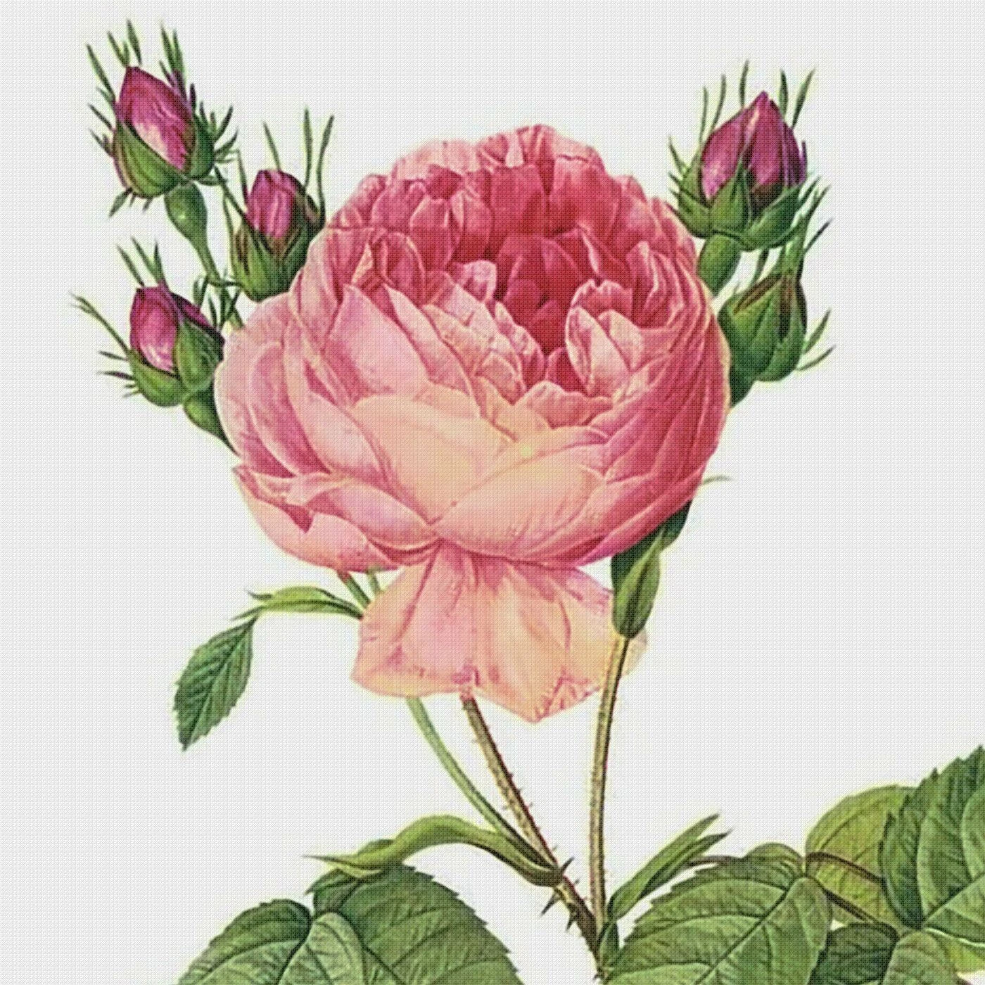 Orenco Originals Redoute Cabbage Rose Flower Counted Cross Stitch Pattern 9 Orenco Originals Redoute Cabbage Rose Flower Counted Cross Stitch Pattern - Image 7