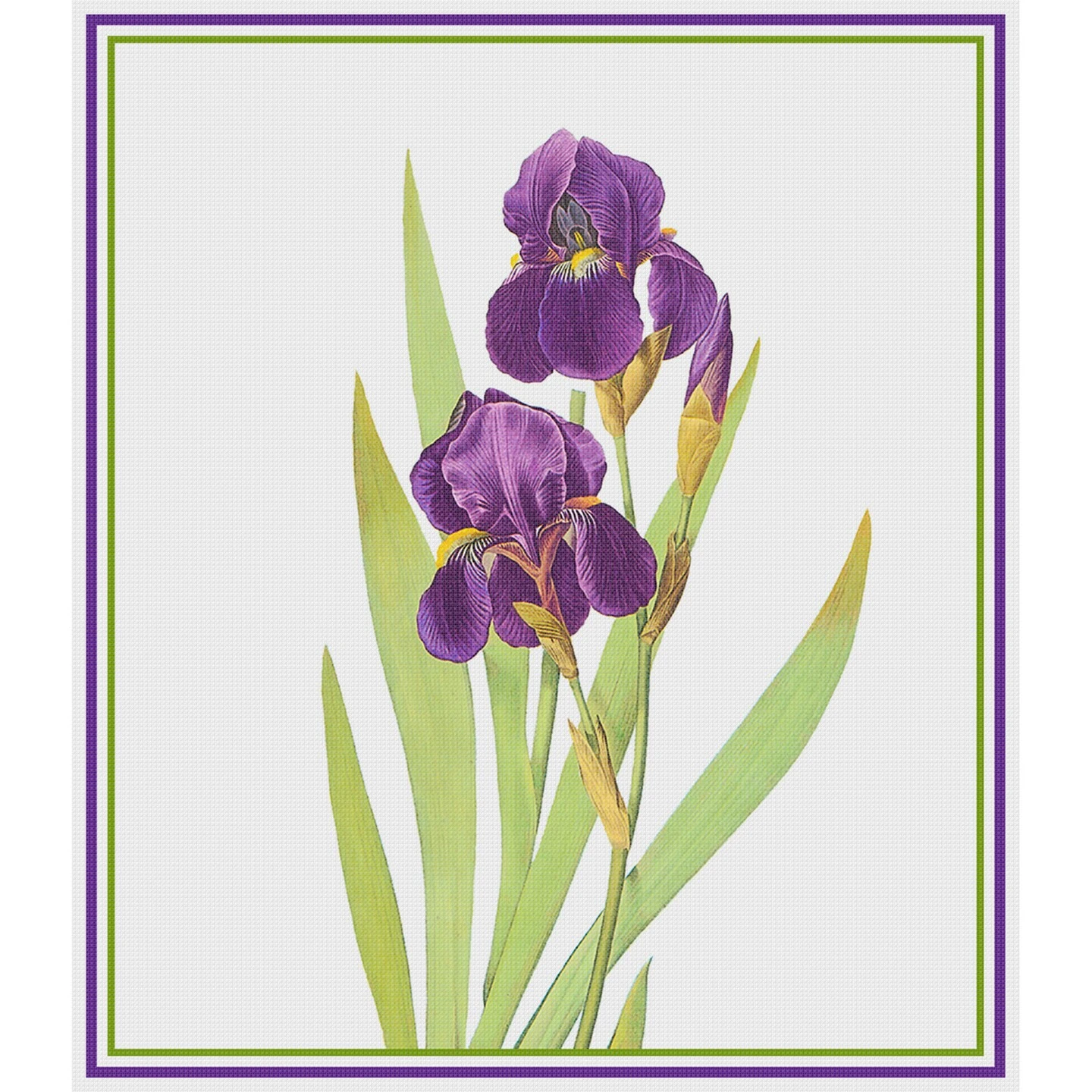 Bearded Iris Flower Inspired By Pierre-Joseph Redoute Counted Cross Stitch Pattern 4 Bearded Iris Flower Inspired By Pierre-Joseph Redoute Counted Cross Stitch Pattern - Image 2